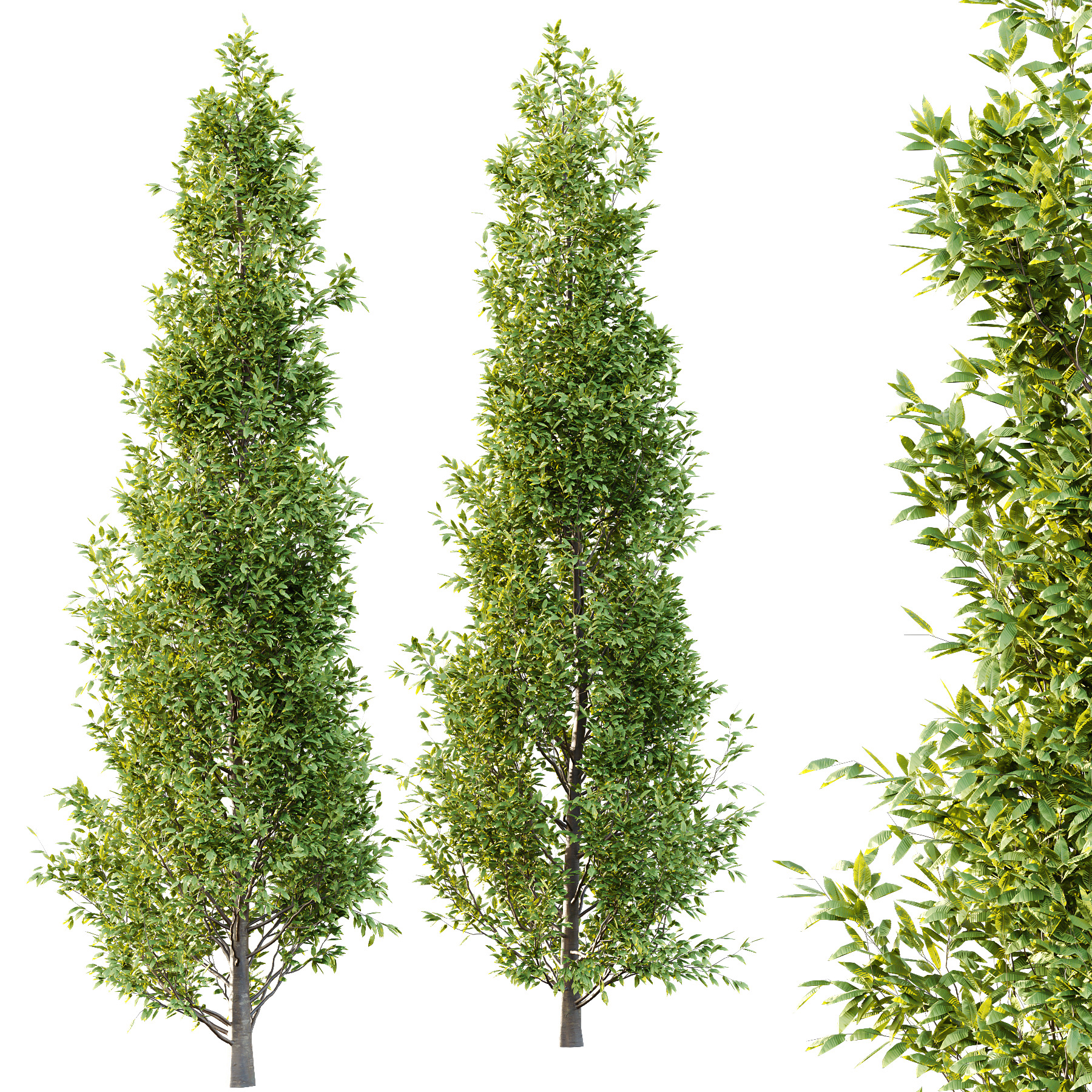 Fagus Grandifolia Tree 01 3D model_2