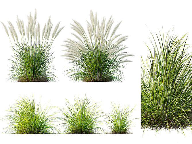 AV Nassella Tenuissima and Carex Elata Aurea Grasses 3D model
