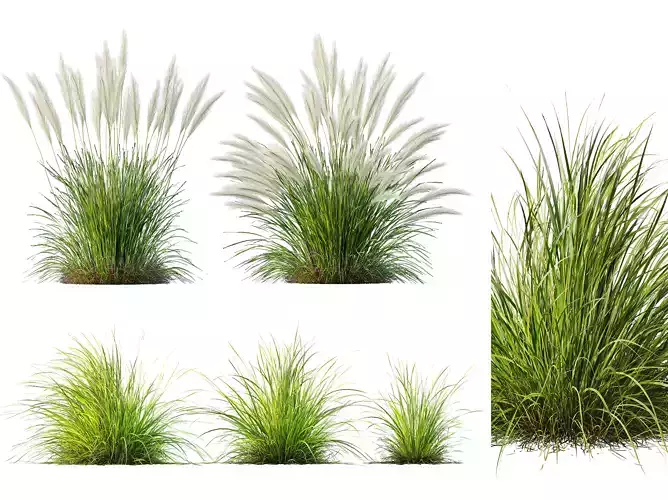 AV Nassella Tenuissima and Carex Elata Aurea Grasses