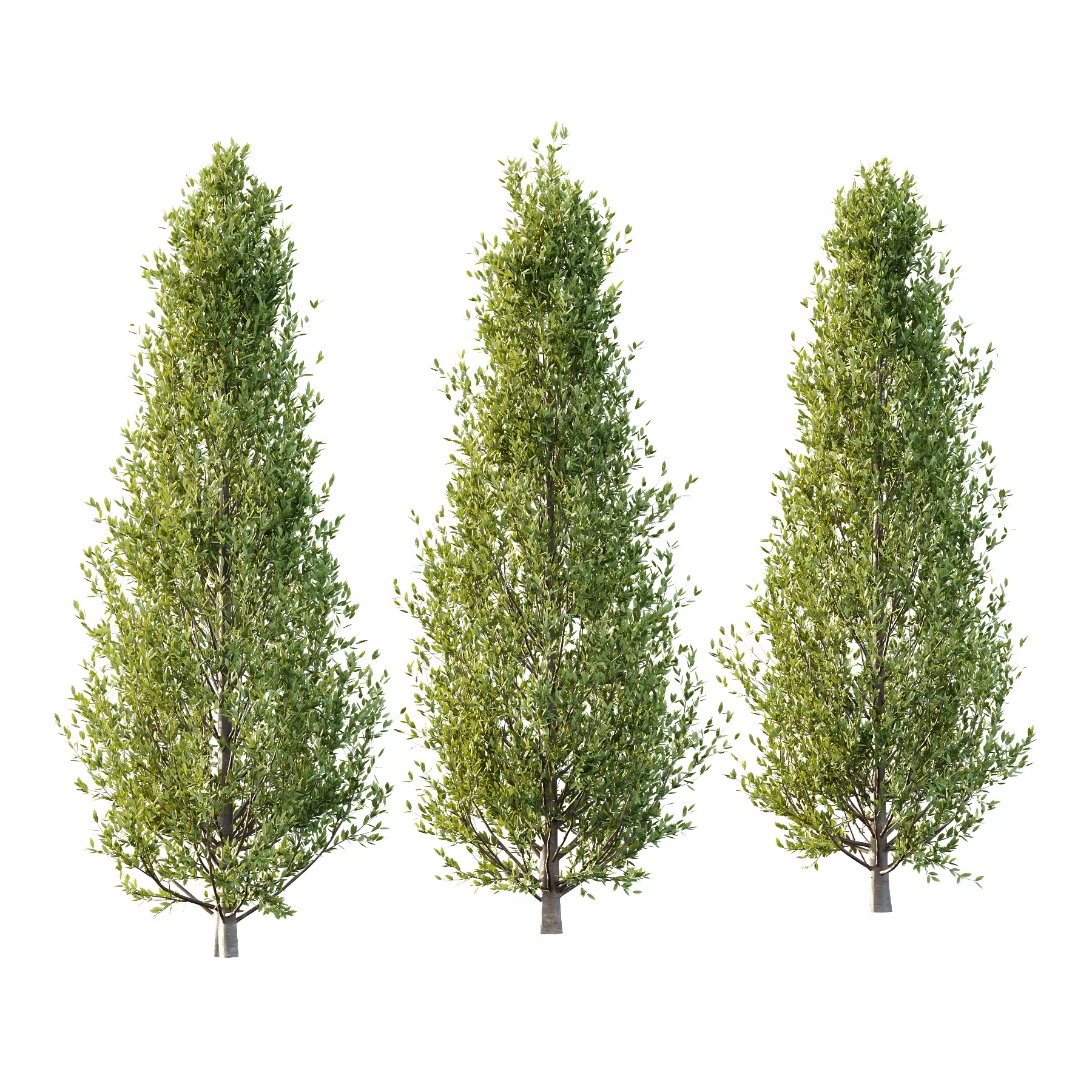 Fagus Grandifolia Tree 02 3D model_0