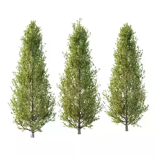 Fagus Grandifolia Tree 02 3D model Fagus Grandifolia Tree 02 3D model