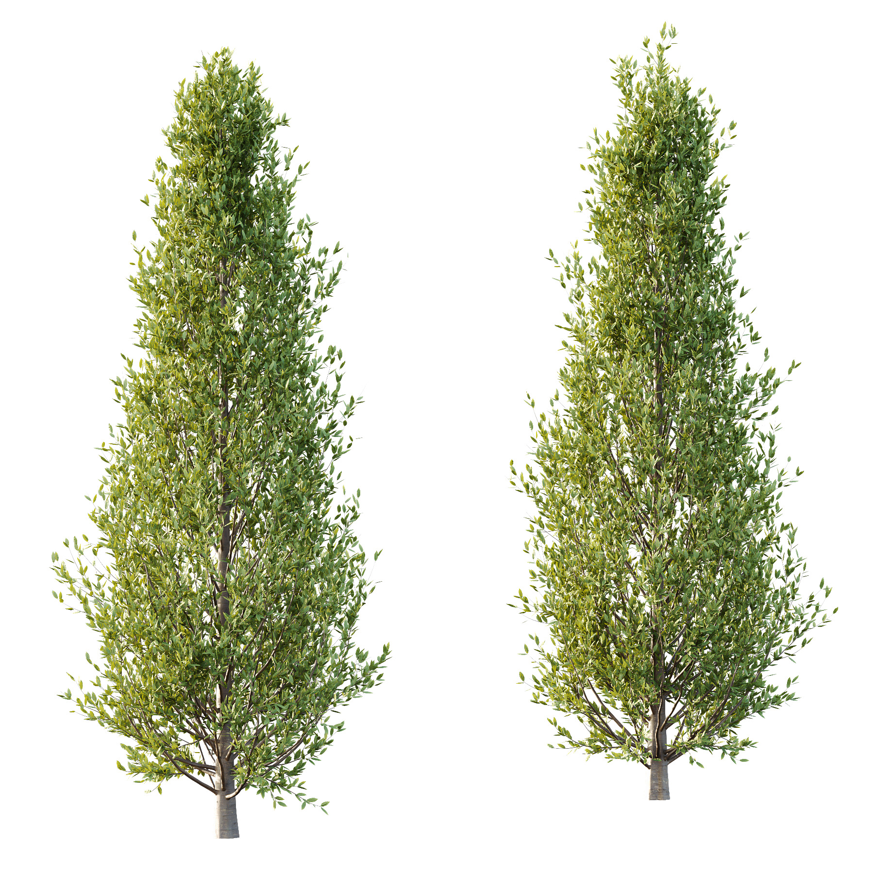 Fagus Grandifolia Tree 02 3D model_2