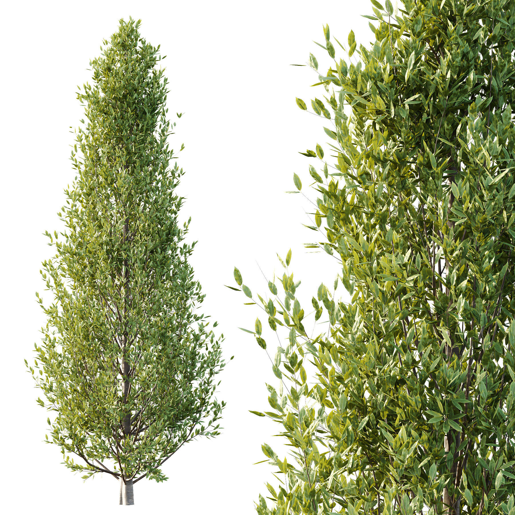 Fagus Grandifolia Tree 02 3D model_1