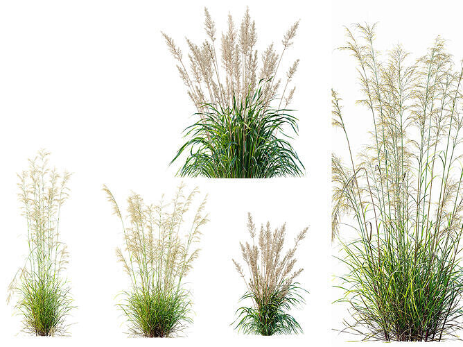 AV Celtica Gigantea Stipa Golden Oats and Nassella Fruit grasses 3D model