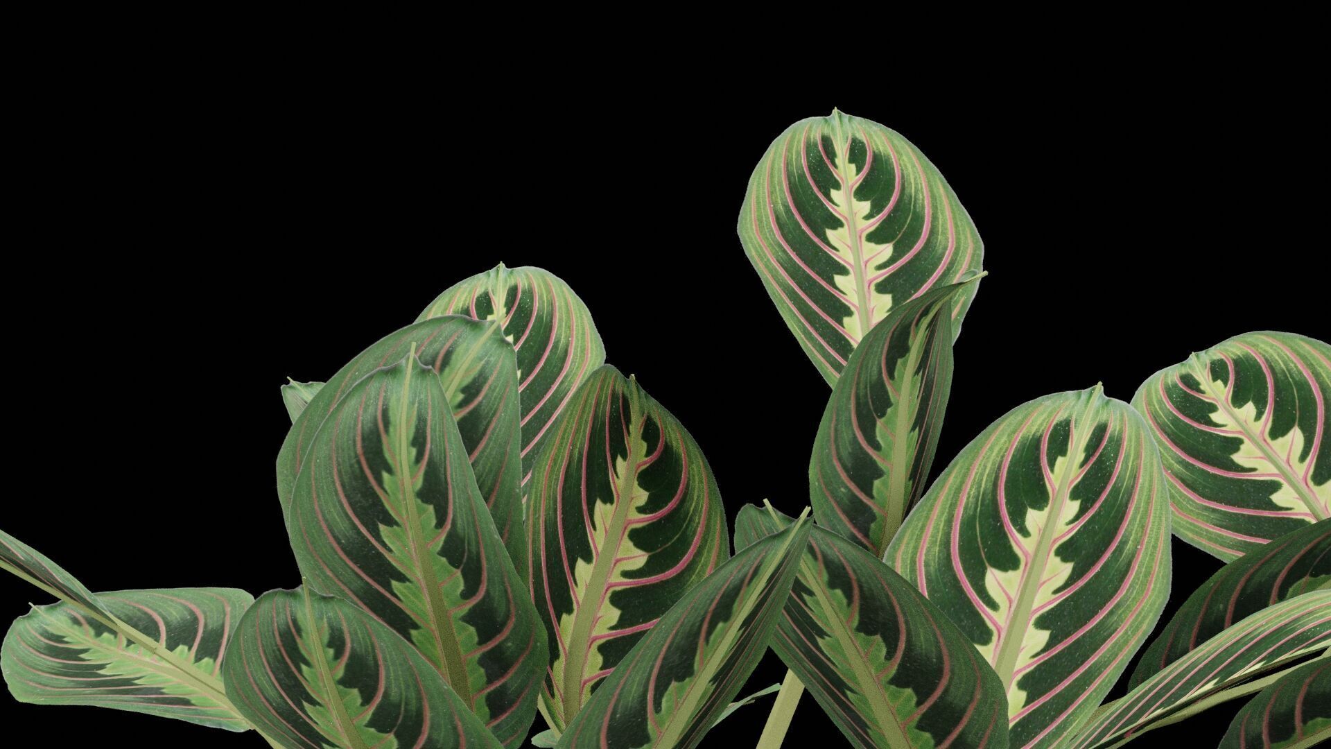 Maranta Prayer Plant Low-poly 3D model_3