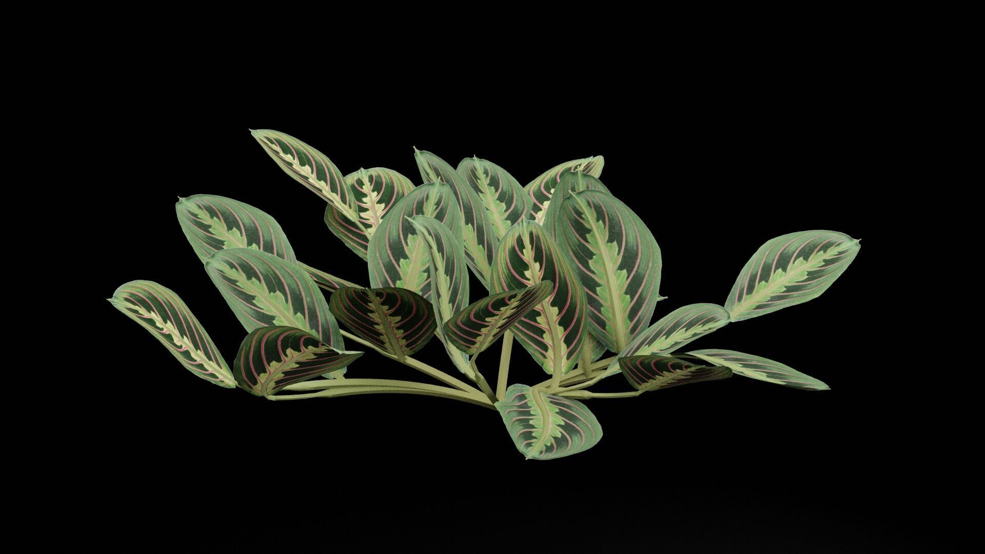 Maranta Prayer Plant Low-poly 3D model_4