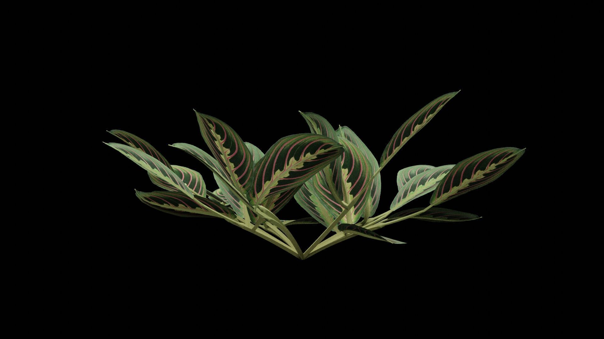 Maranta Prayer Plant Low-poly 3D model_6