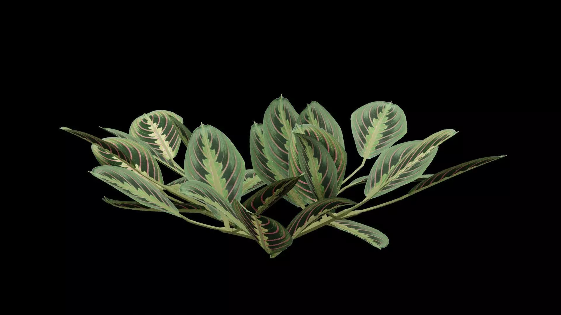 Maranta Prayer Plant Low-poly 3D model_0