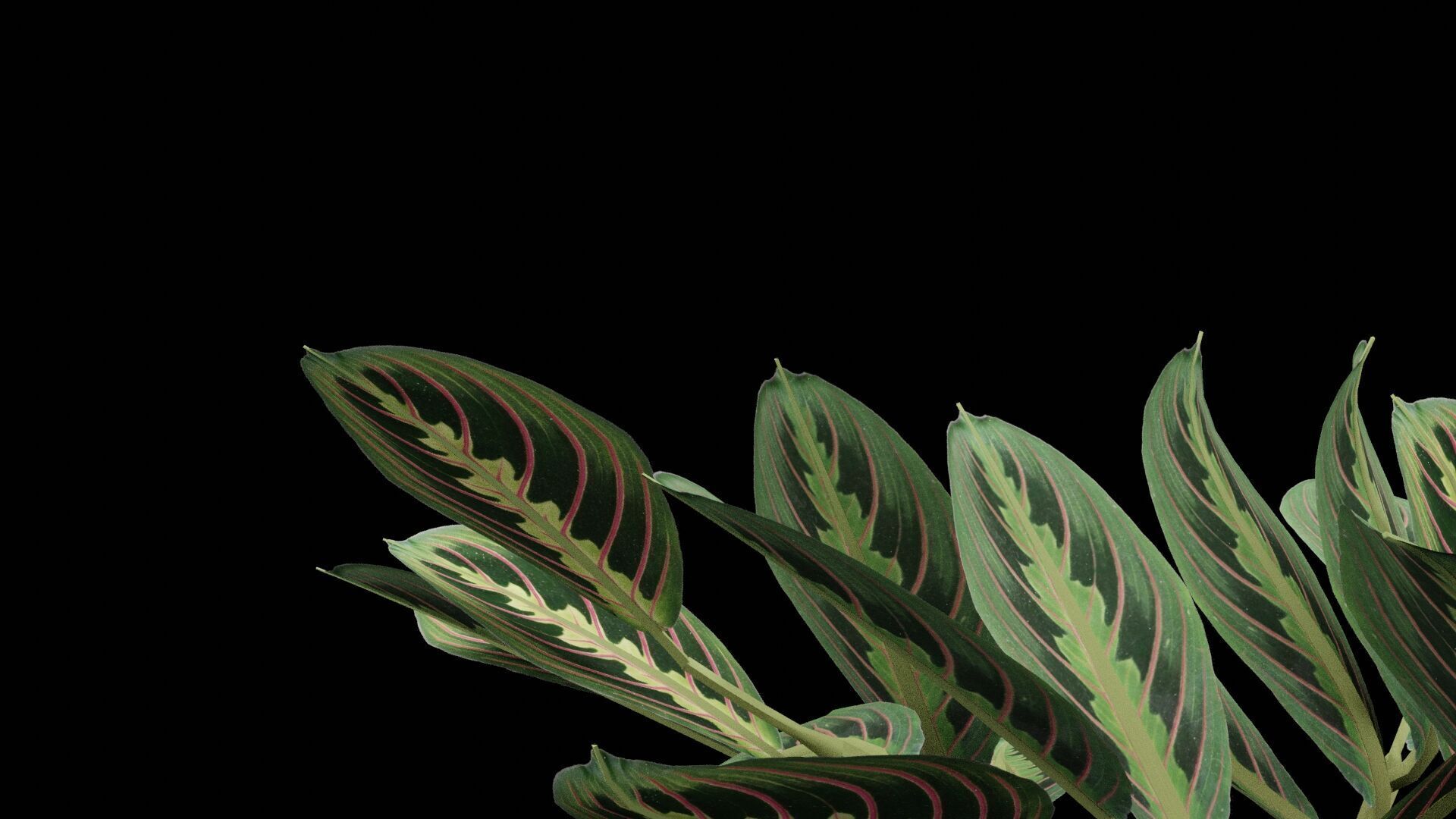 Maranta Prayer Plant Low-poly 3D model_5