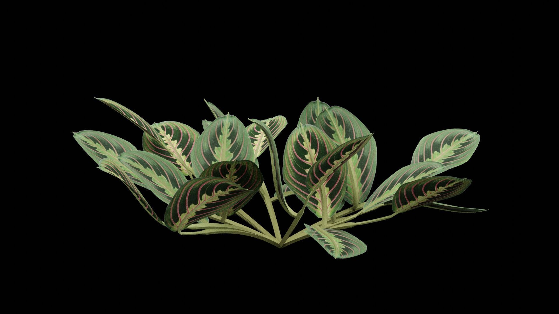 Maranta Prayer Plant Low-poly 3D model_2
