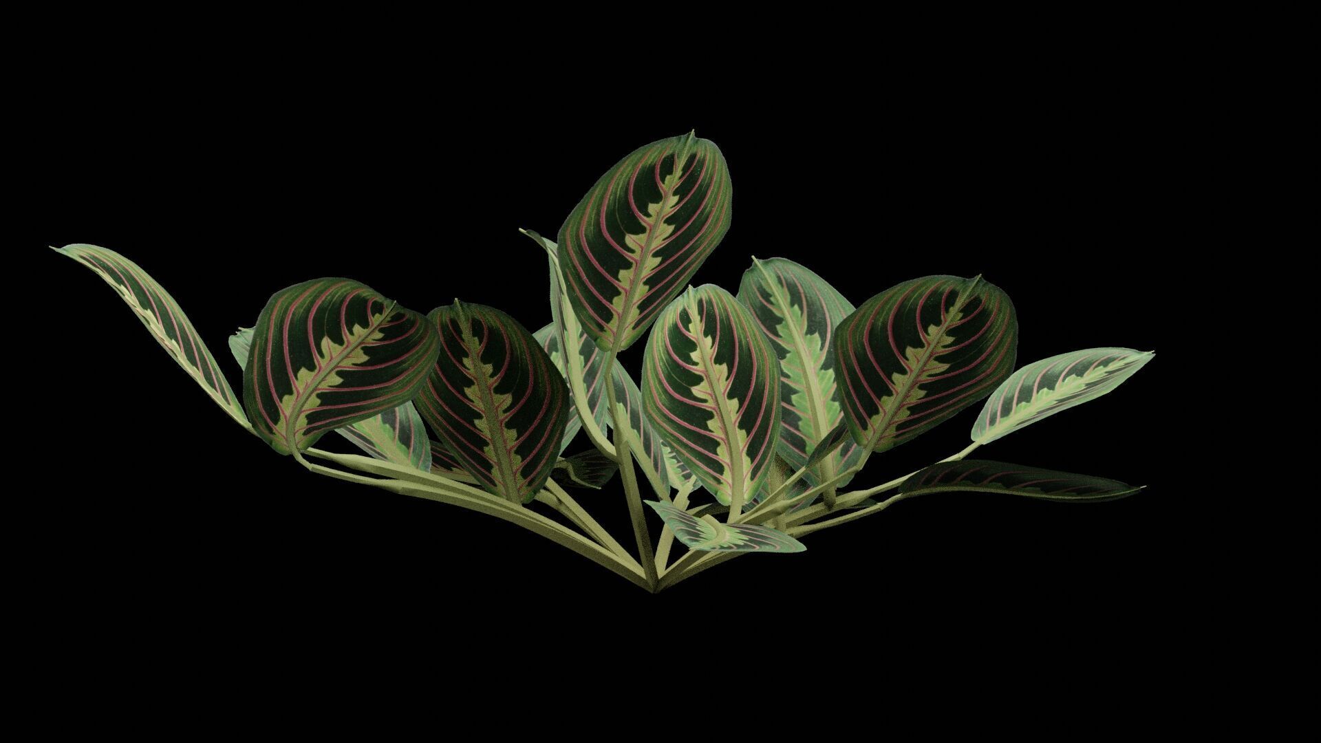 Maranta Prayer Plant Low-poly 3D model_7