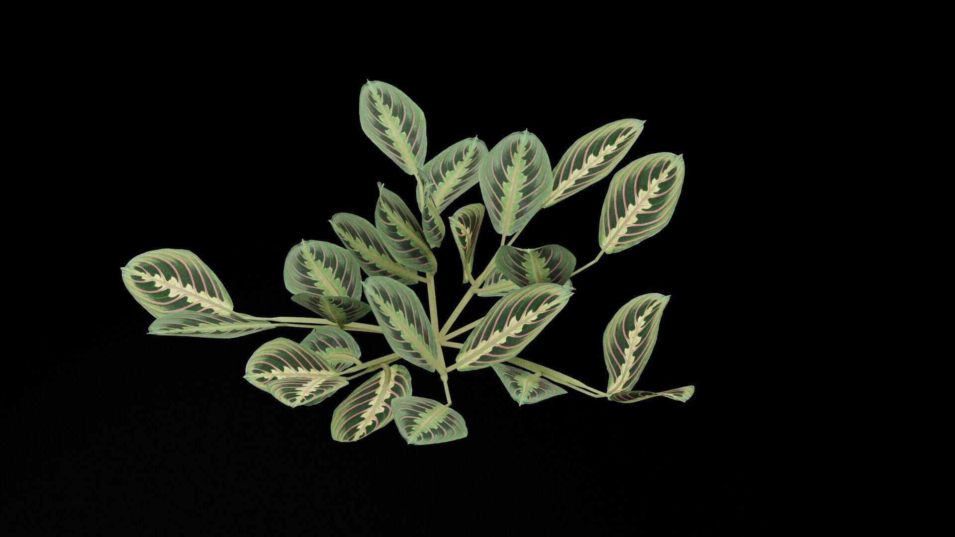 Maranta Prayer Plant Low-poly 3D model_1