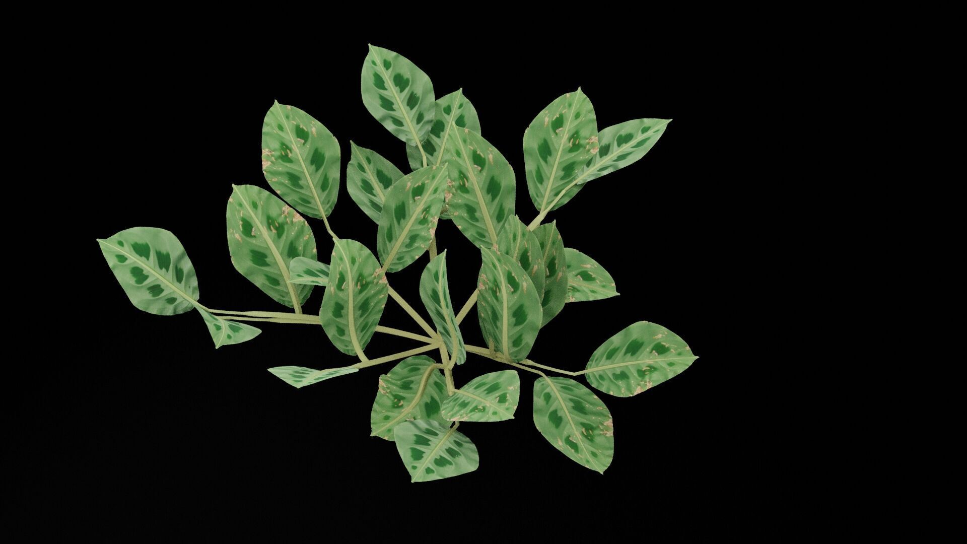 Maranta Prayer Plant Low-poly 3D model_1