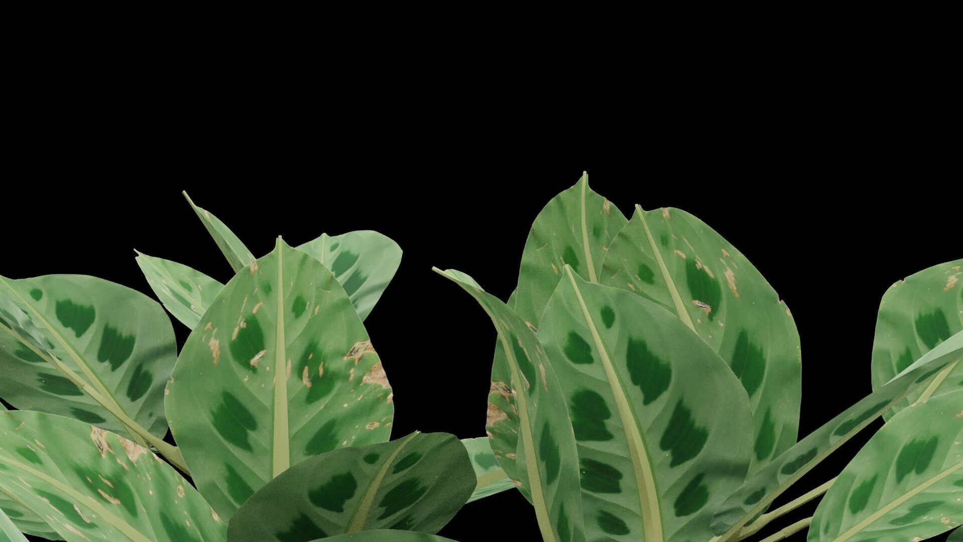 Maranta Prayer Plant Low-poly 3D model_3