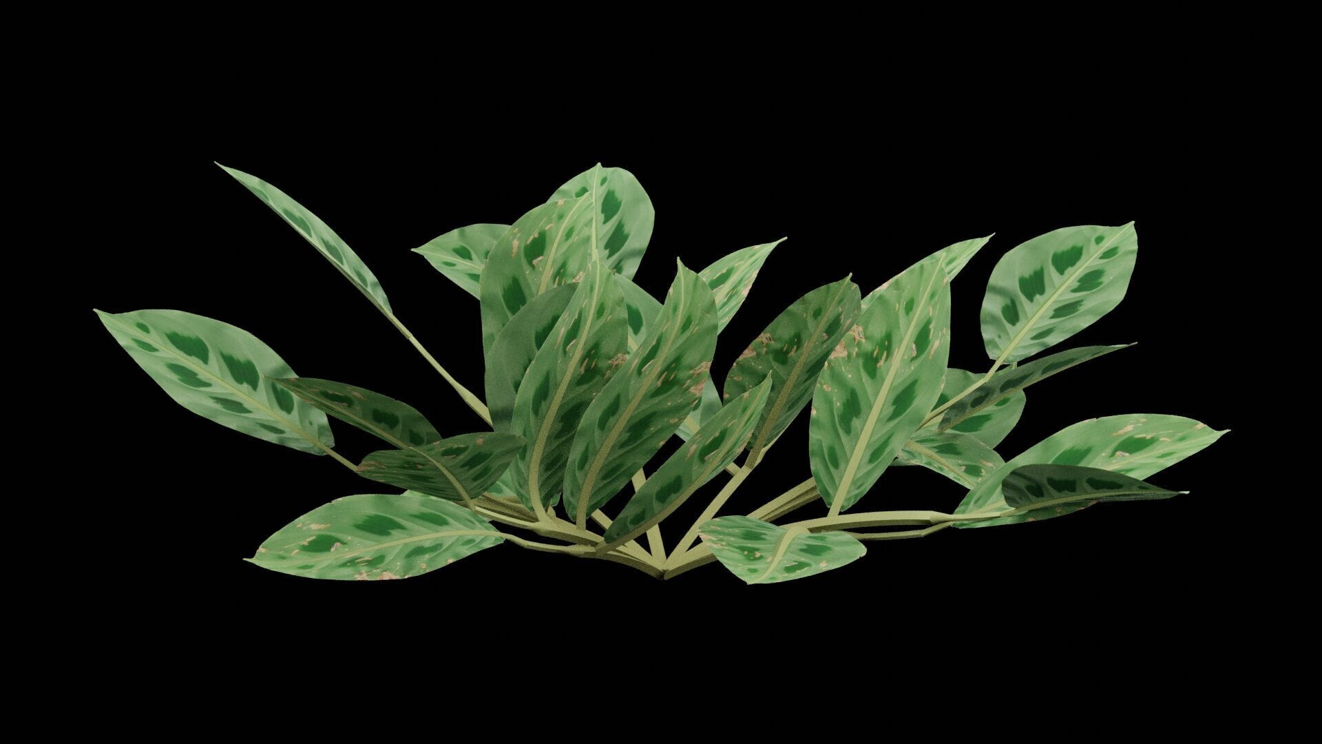Maranta Prayer Plant Low-poly 3D model_2