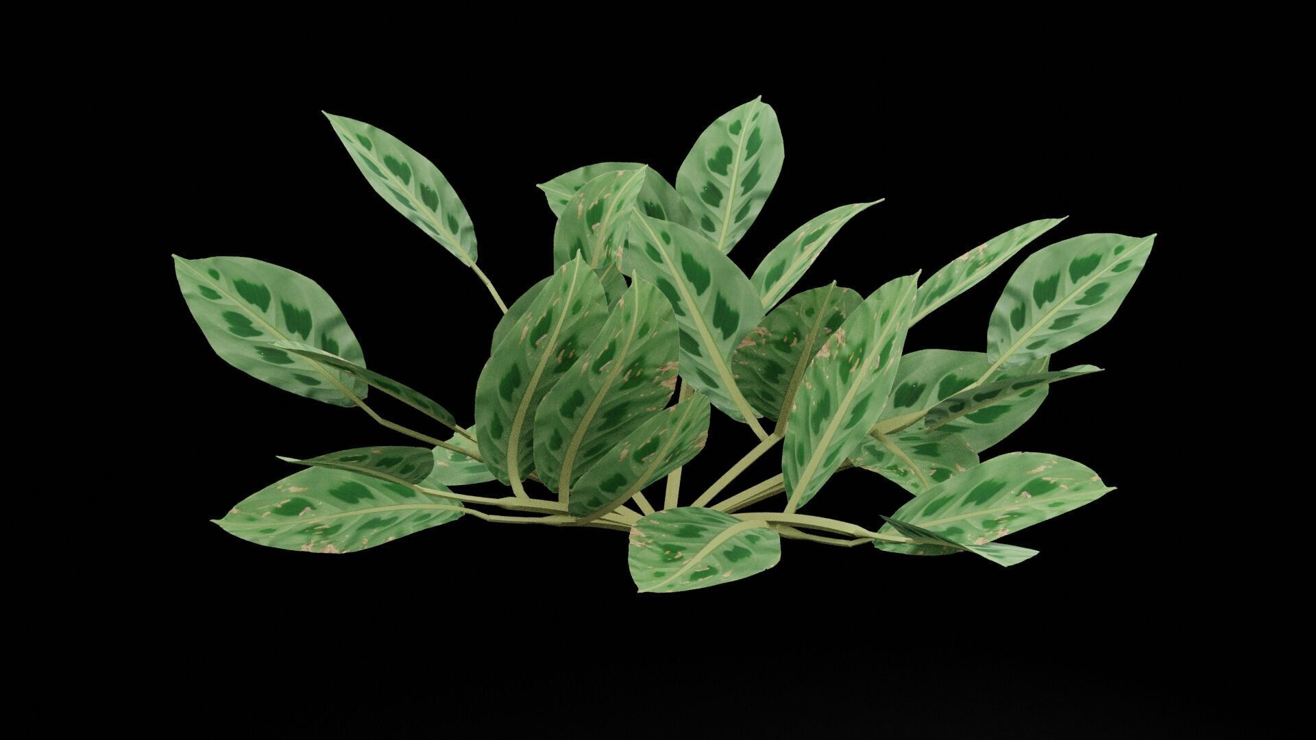 Maranta Prayer Plant Low-poly 3D model_4