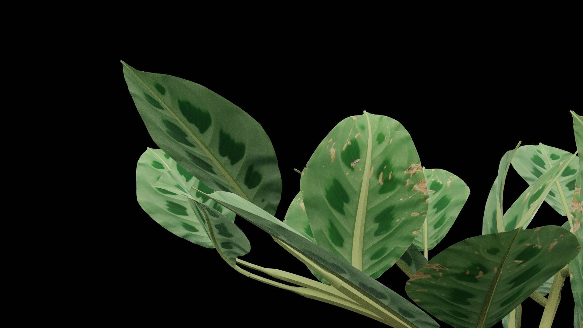 Maranta Prayer Plant Low-poly 3D model_5