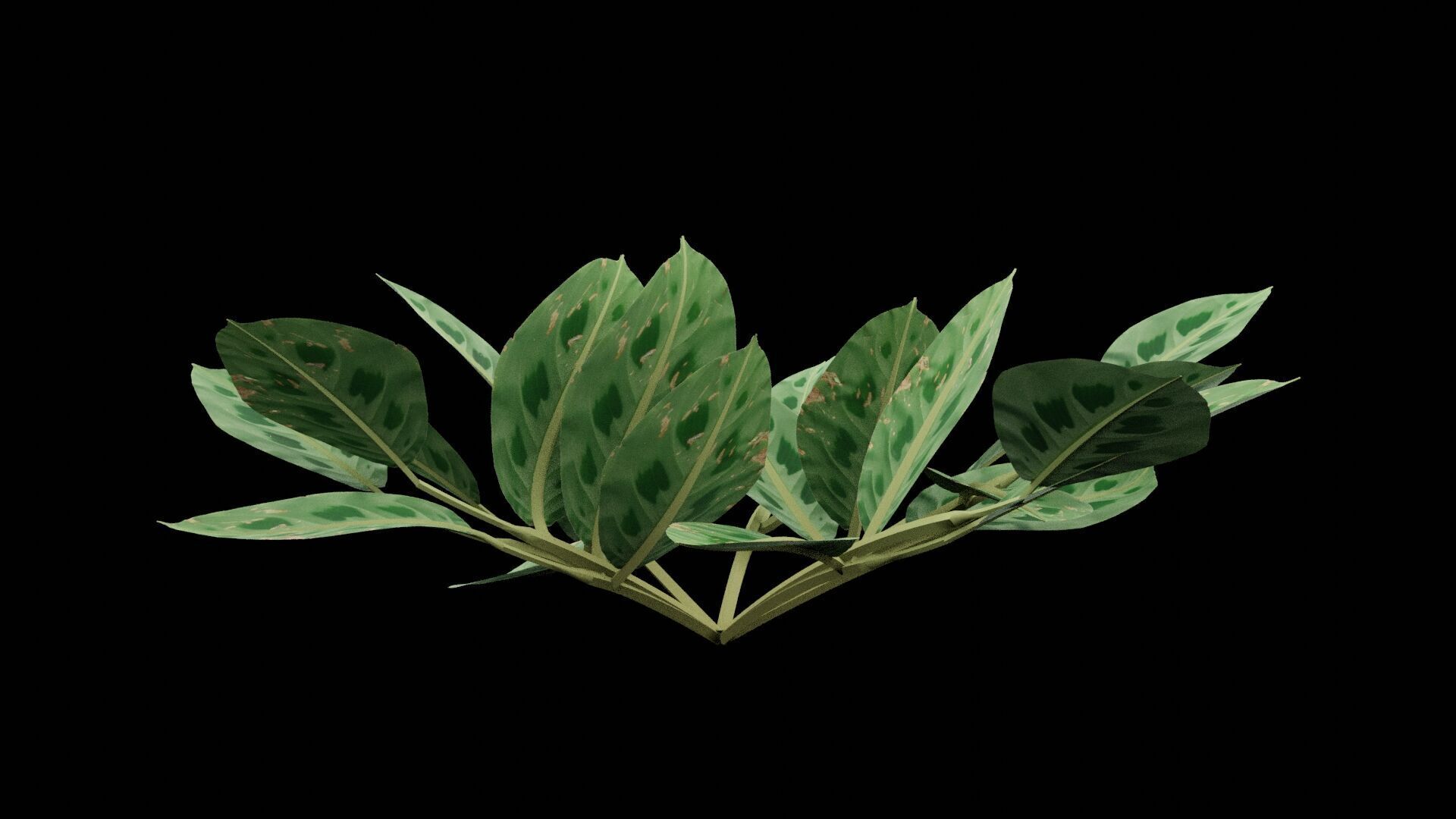 Maranta Prayer Plant Low-poly 3D model_7