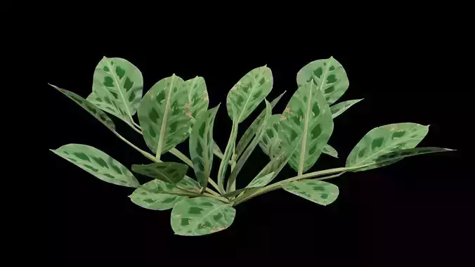 Maranta Prayer Plant