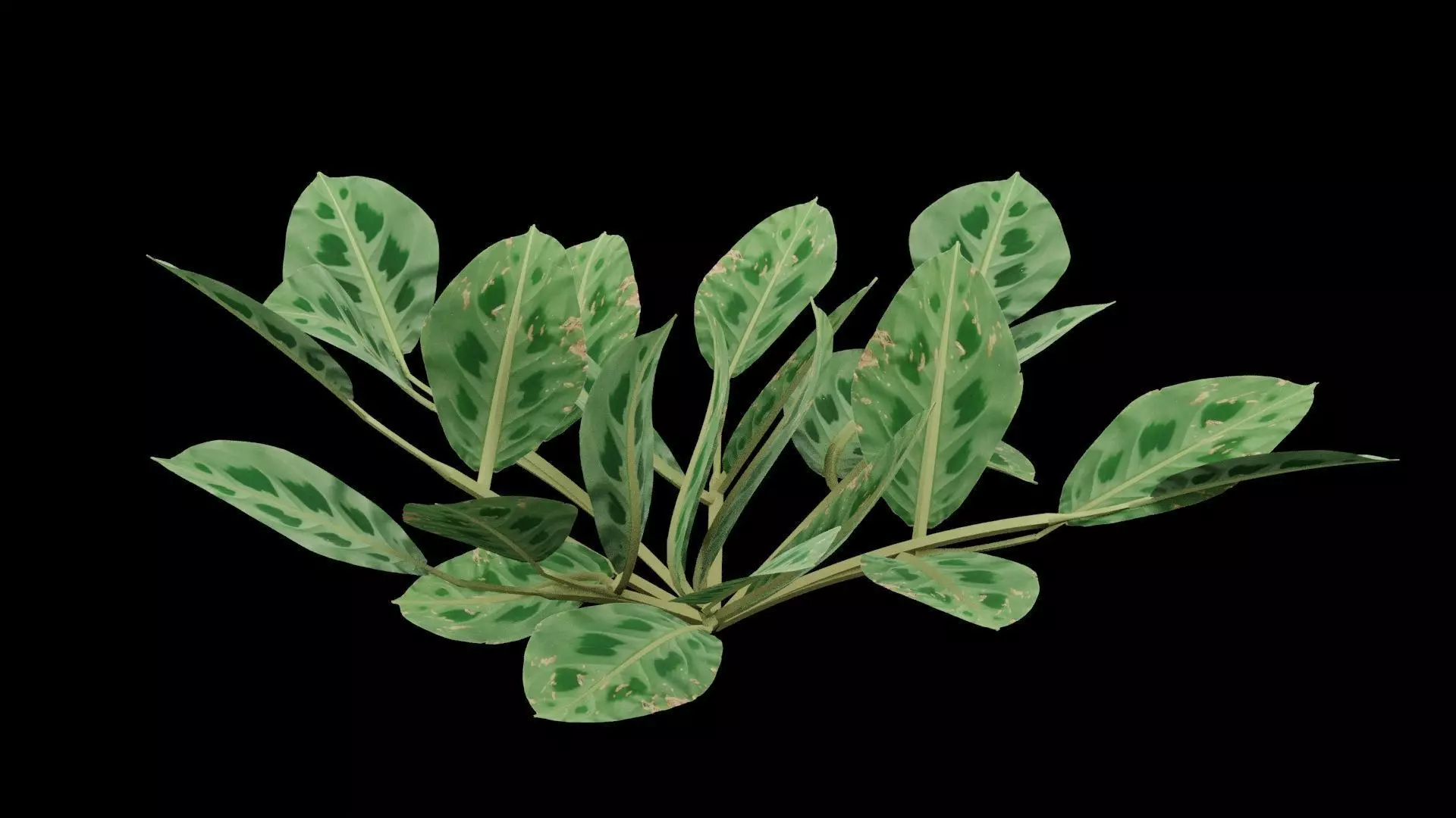 Maranta Prayer Plant Low-poly 3D model_0