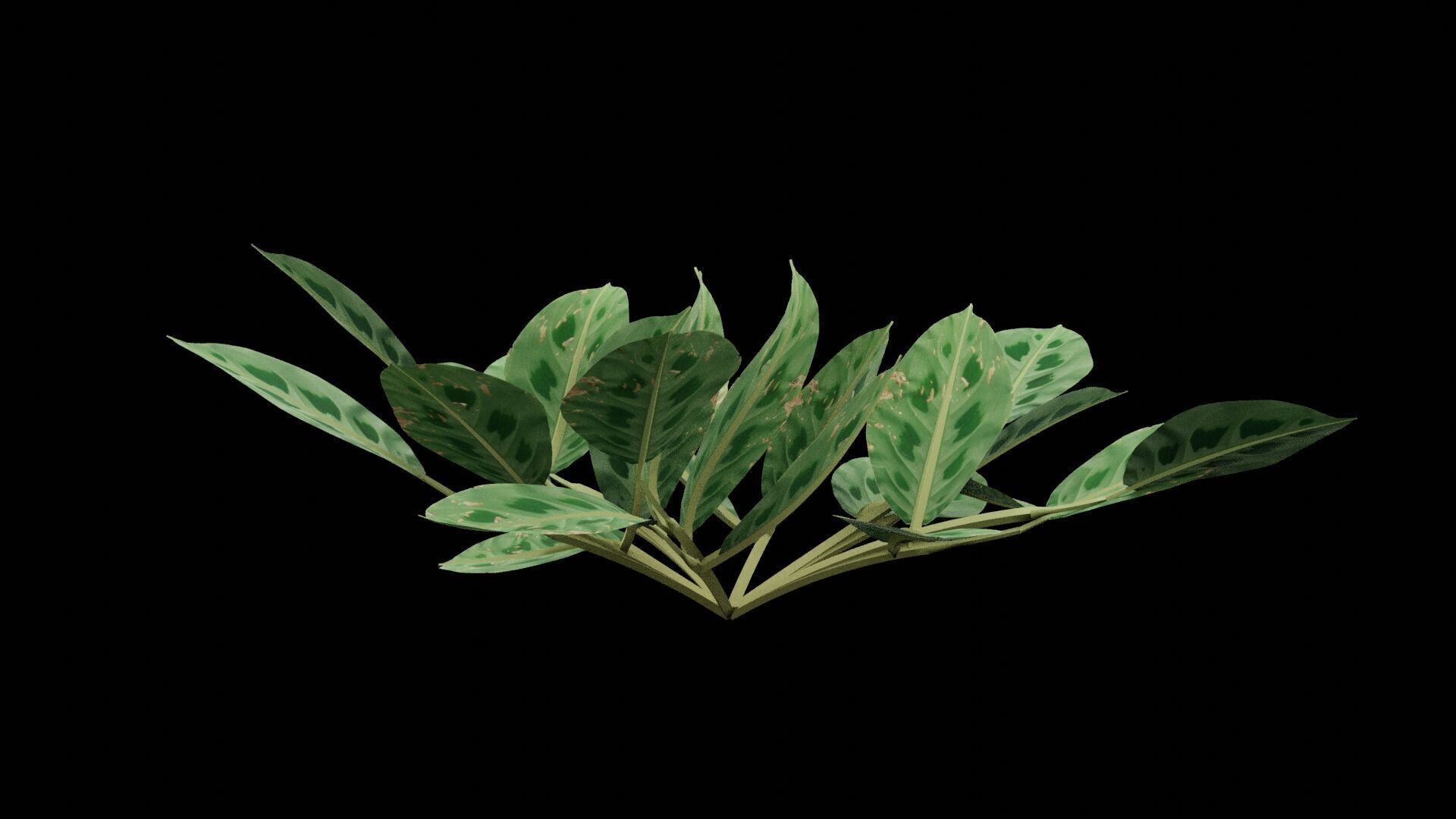 Maranta Prayer Plant Low-poly 3D model_6
