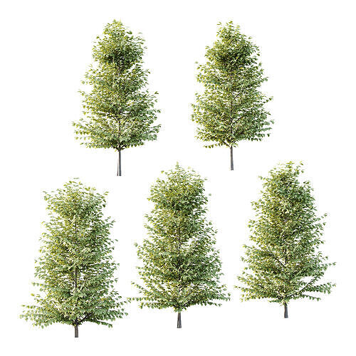 Fagus Grandifolia Tree 04 3D model