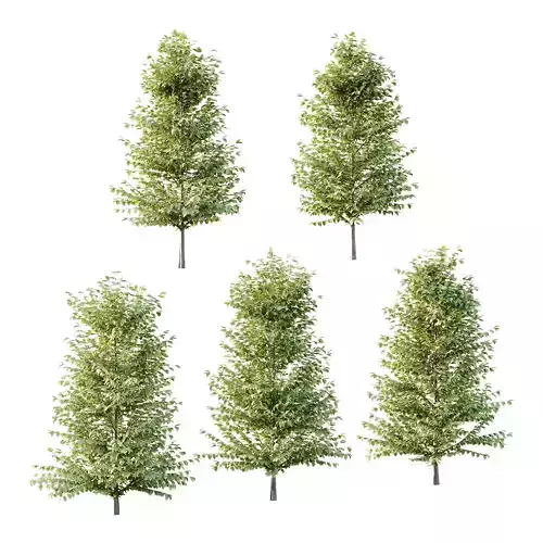 Fagus Grandifolia Tree 04