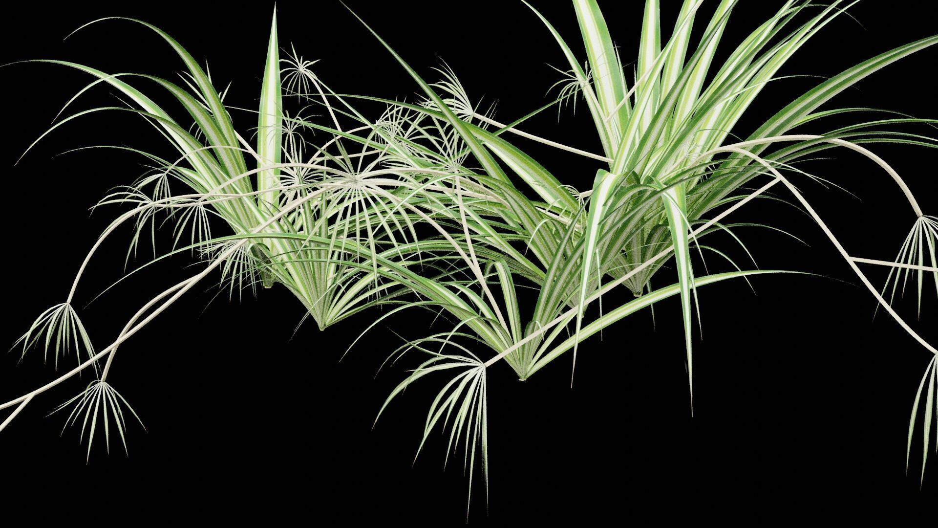 Chlorophytum Plant Low-poly 3D model_5