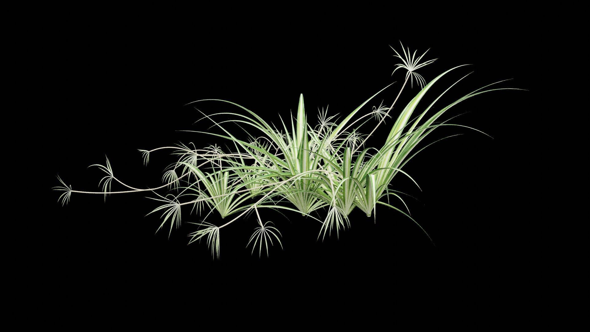 Chlorophytum Plant Low-poly 3D model_2