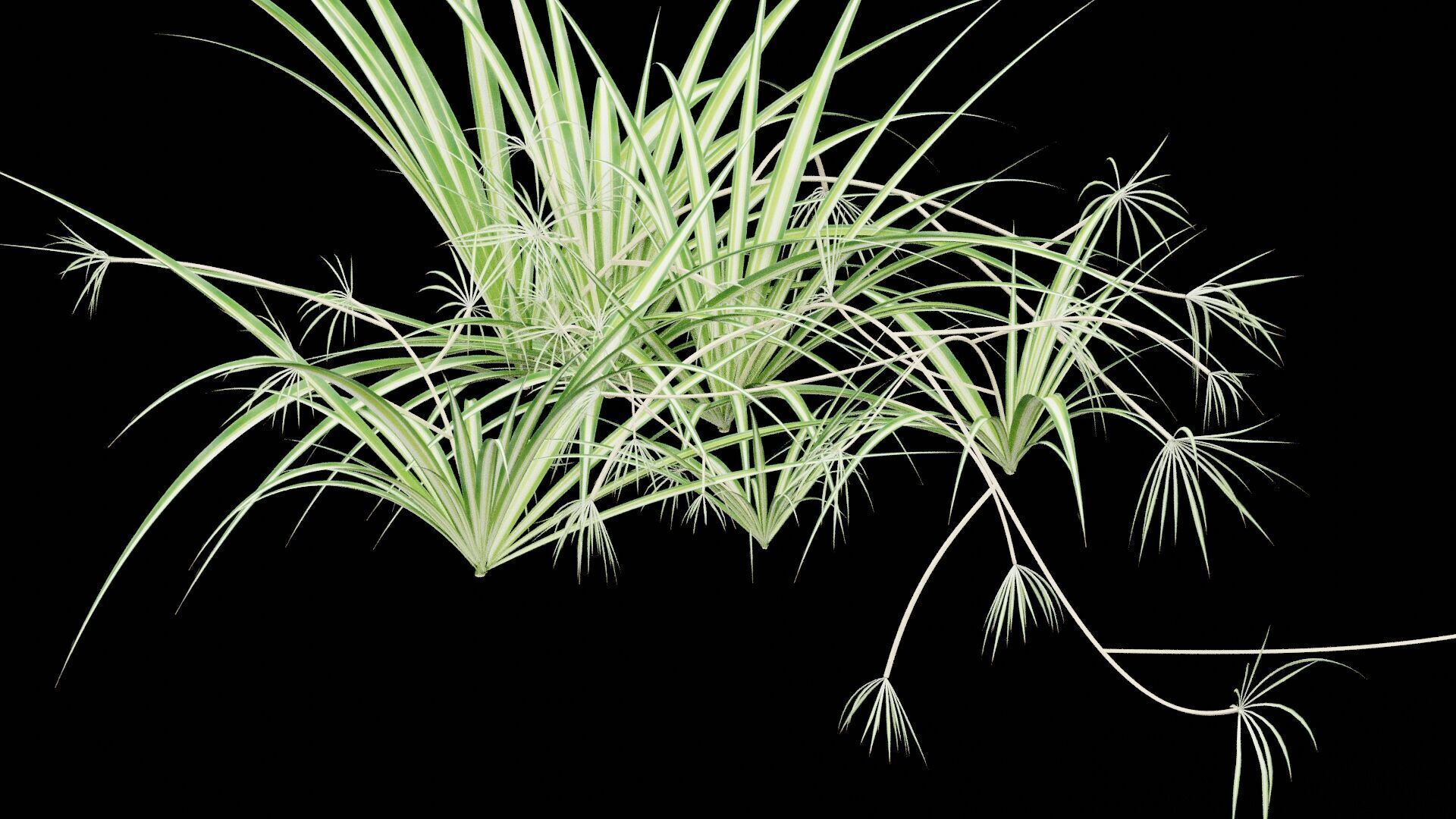 Chlorophytum Plant Low-poly 3D model_3