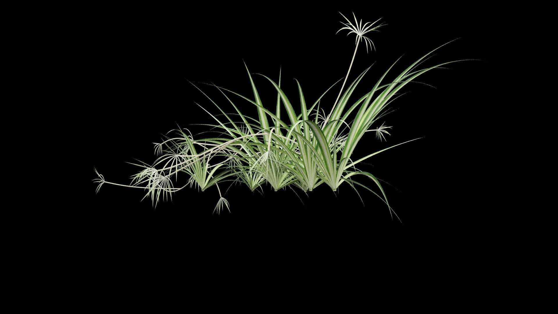 Chlorophytum Plant Low-poly 3D model_7