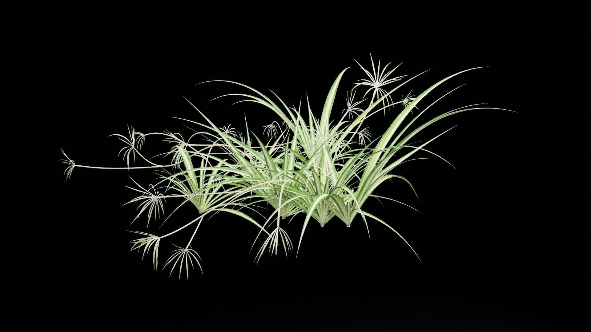 Chlorophytum Plant Low-poly 3D model_4