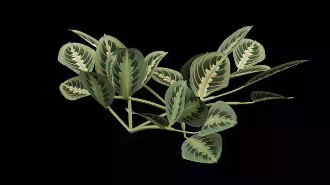 Maranta Prayer Plant