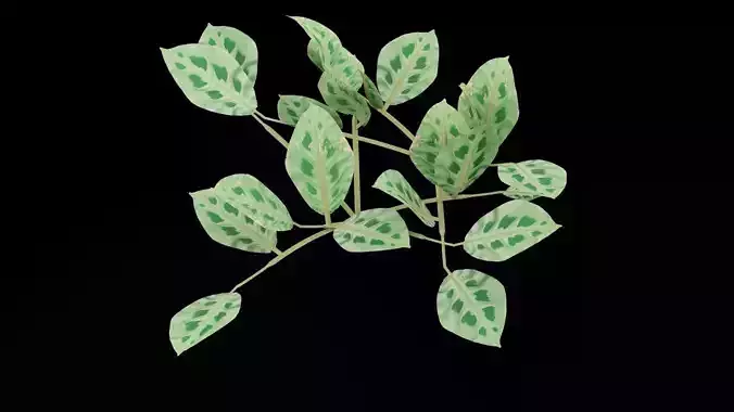 Maranta Prayer Plant