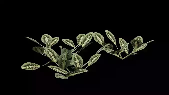 Maranta Prayer Plant