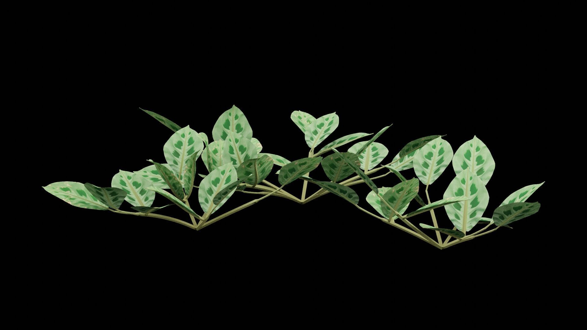 Maranta Plant Low-poly 3D model_2