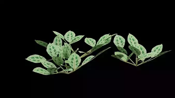 Maranta Plant