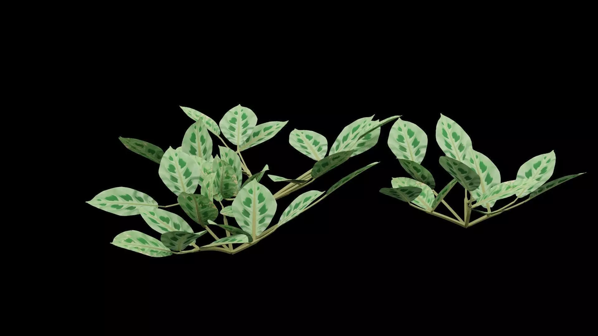 Maranta Plant Low-poly 3D model_0