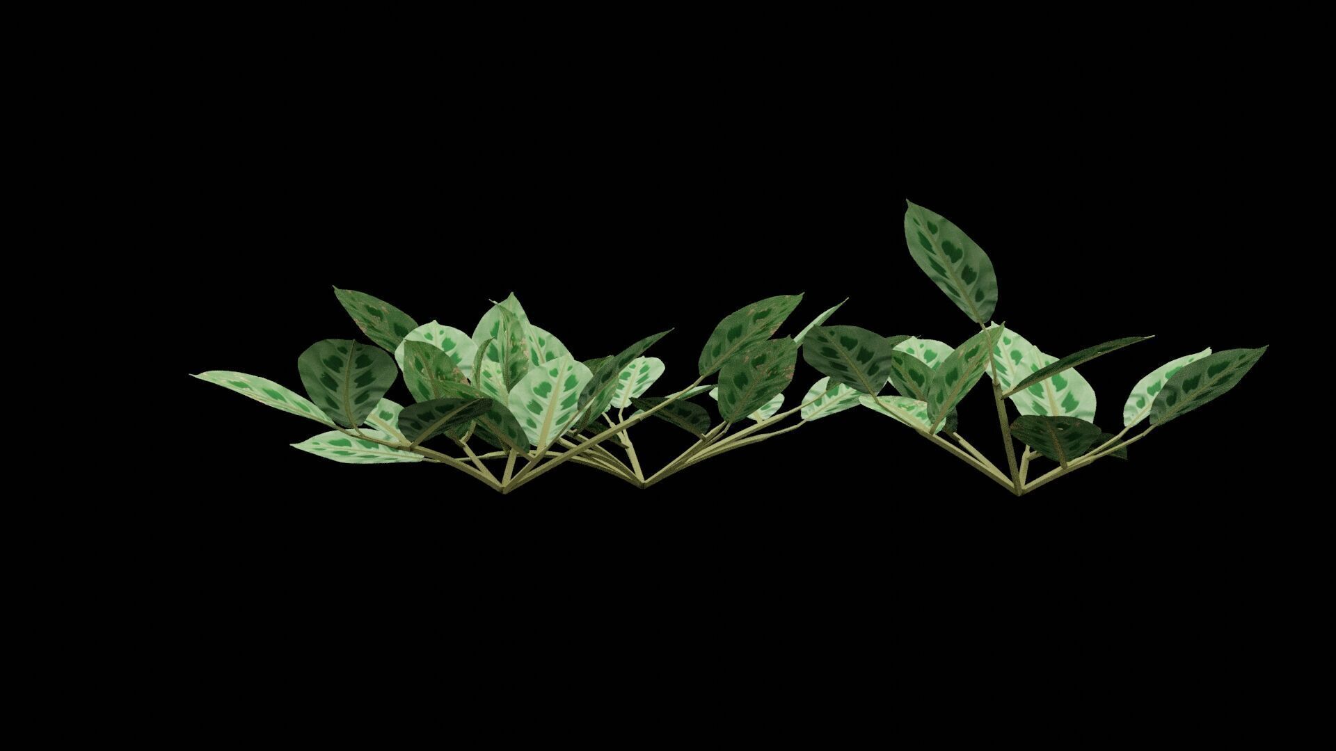 Maranta Plant Low-poly 3D model_6
