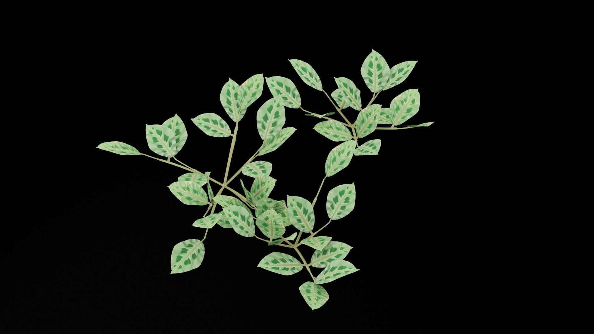 Maranta Plant Low-poly 3D model_1