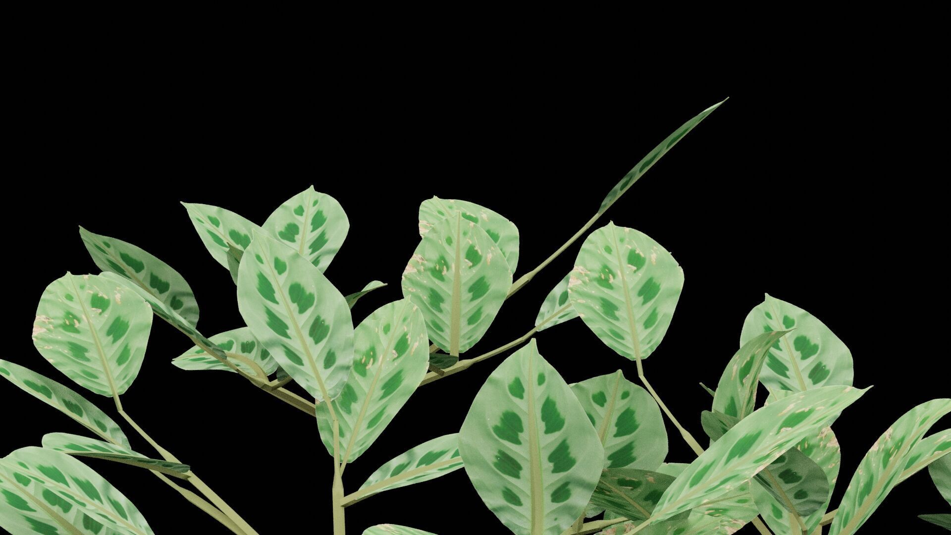 Maranta Plant Low-poly 3D model_3