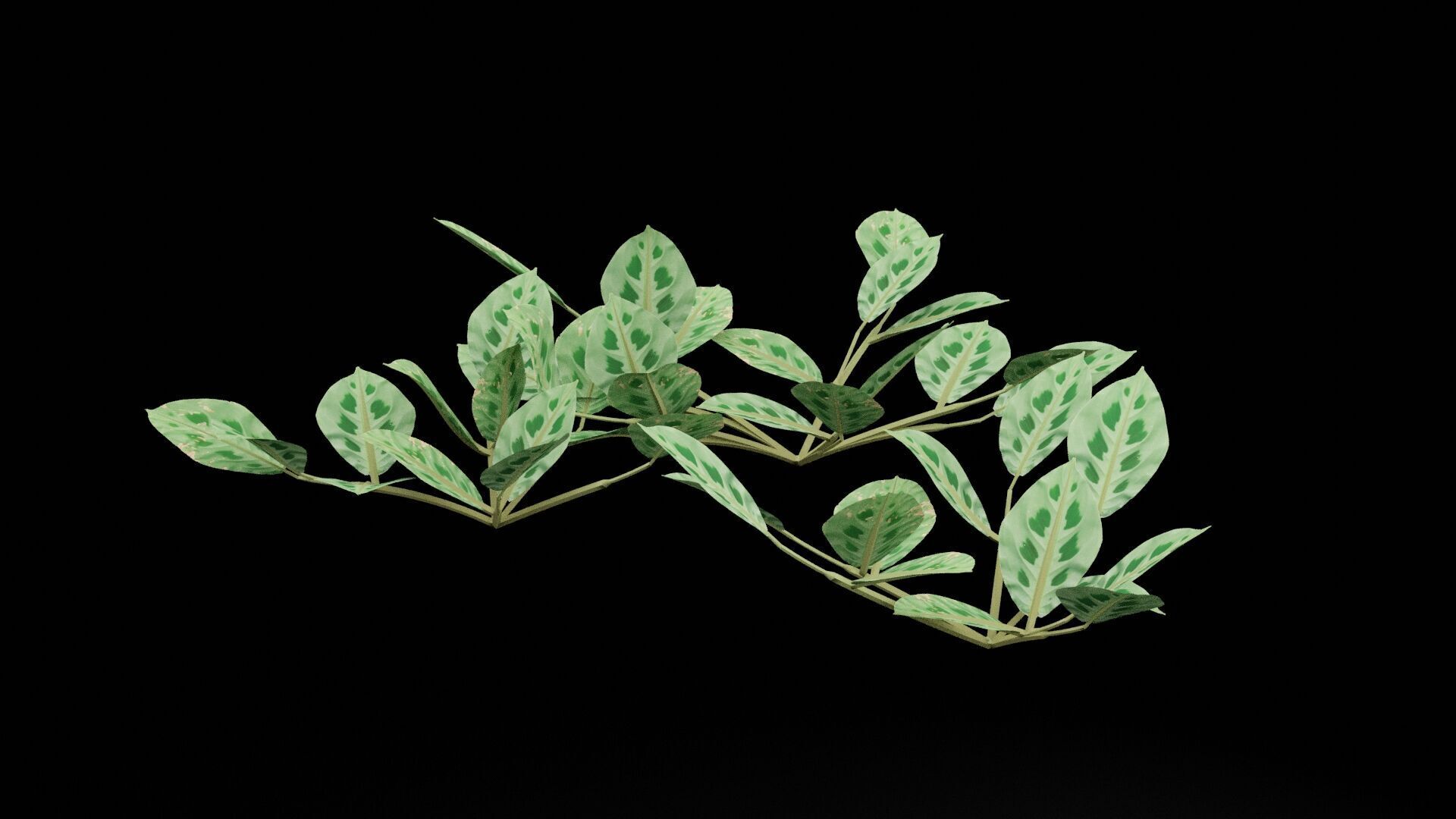Maranta Plant Low-poly 3D model_4