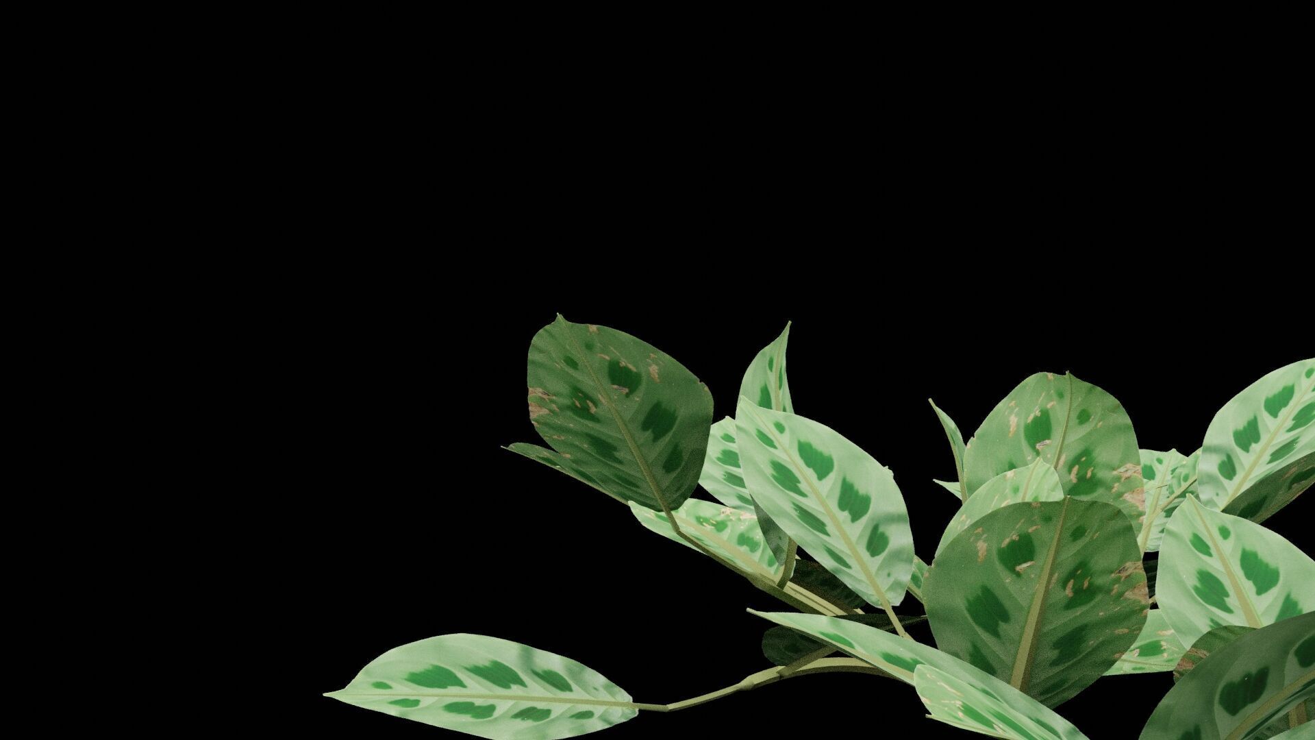 Maranta Plant Low-poly 3D model_5