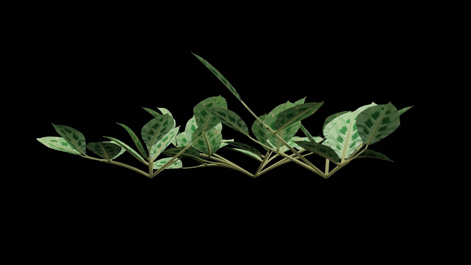 Maranta Plant Low-poly 3D model_7