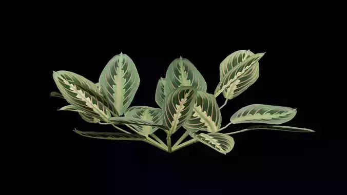 Maranta Prayer Plant