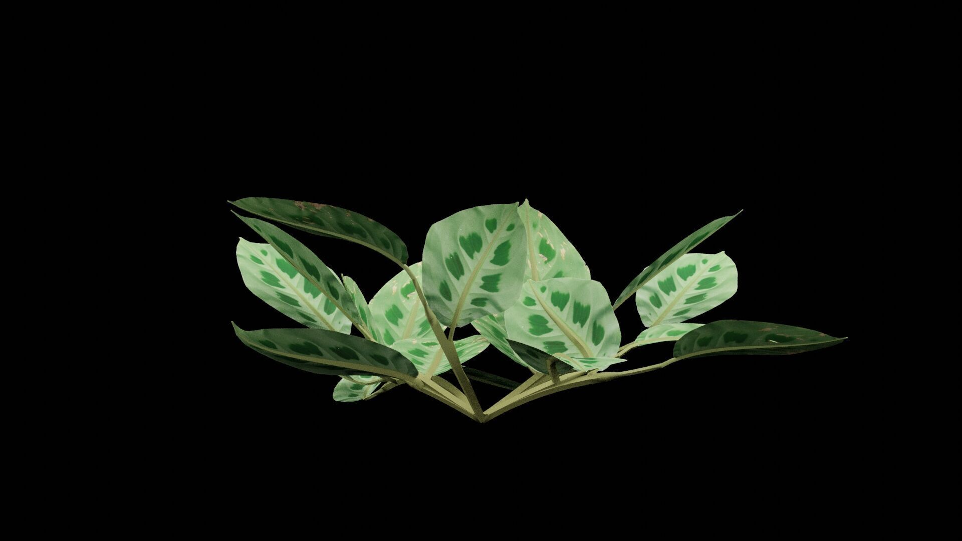 Maranta Prayer Plant Low-poly 3D model_6