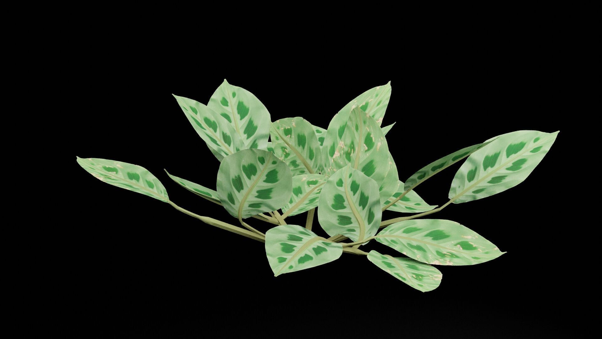 Maranta Prayer Plant Low-poly 3D model_4
