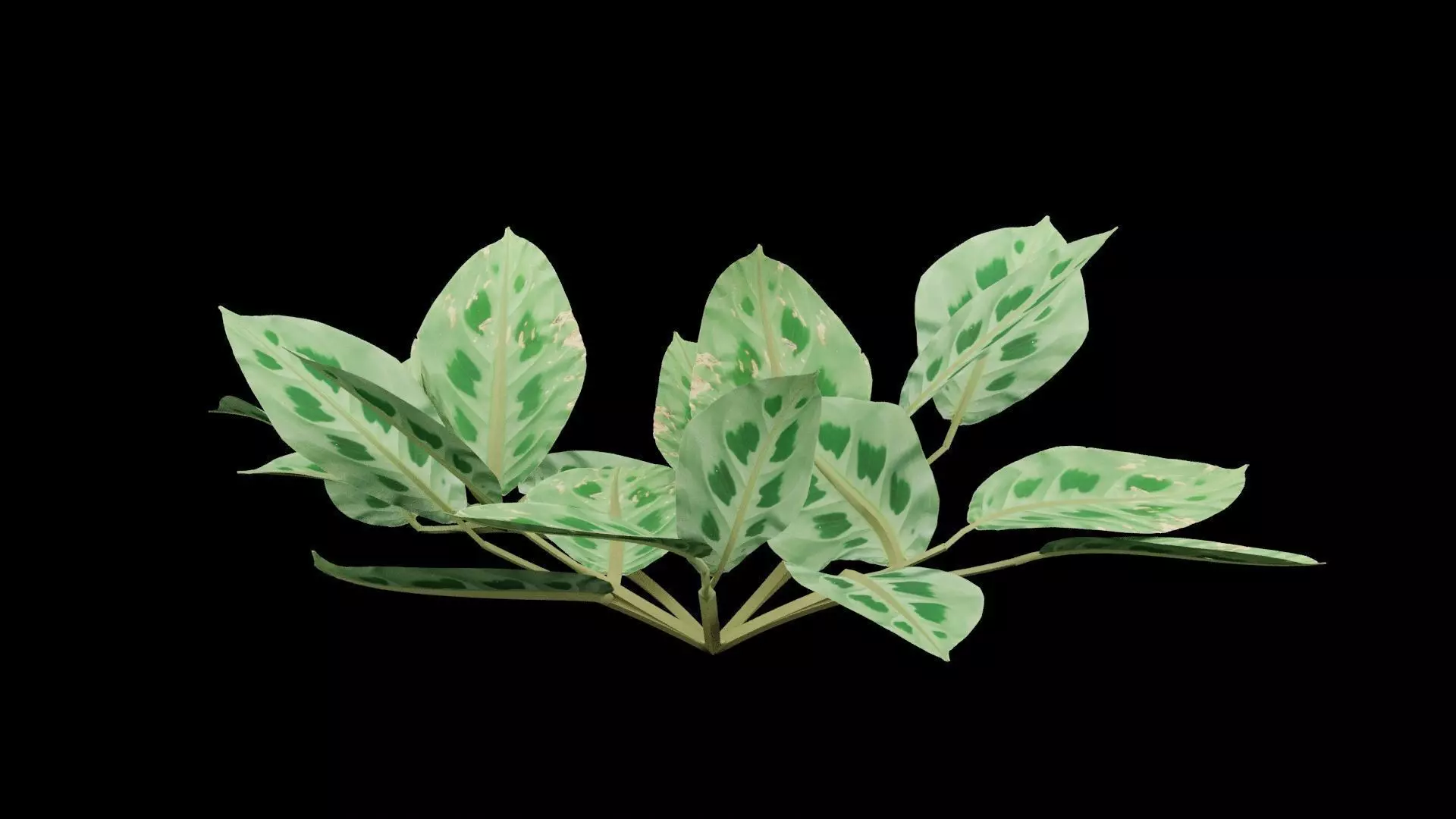 Maranta Prayer Plant Low-poly 3D model_0