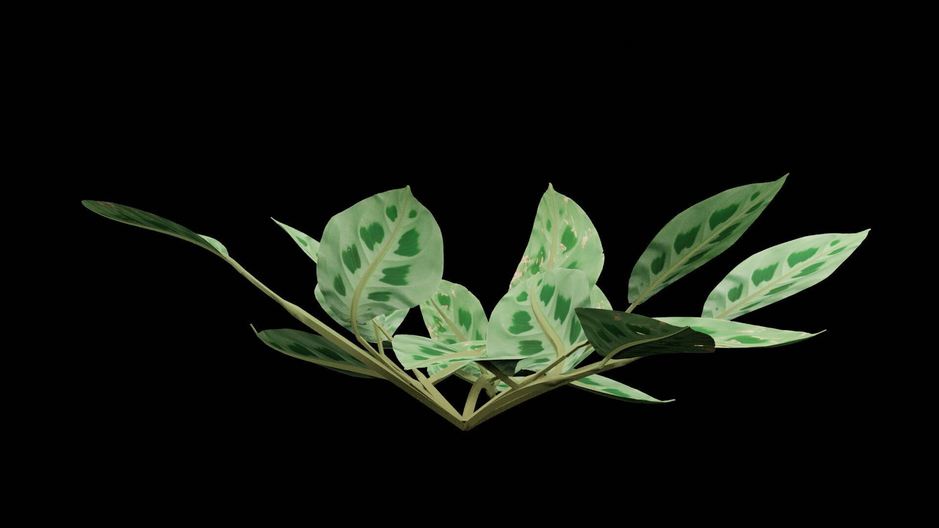 Maranta Prayer Plant Low-poly 3D model_7