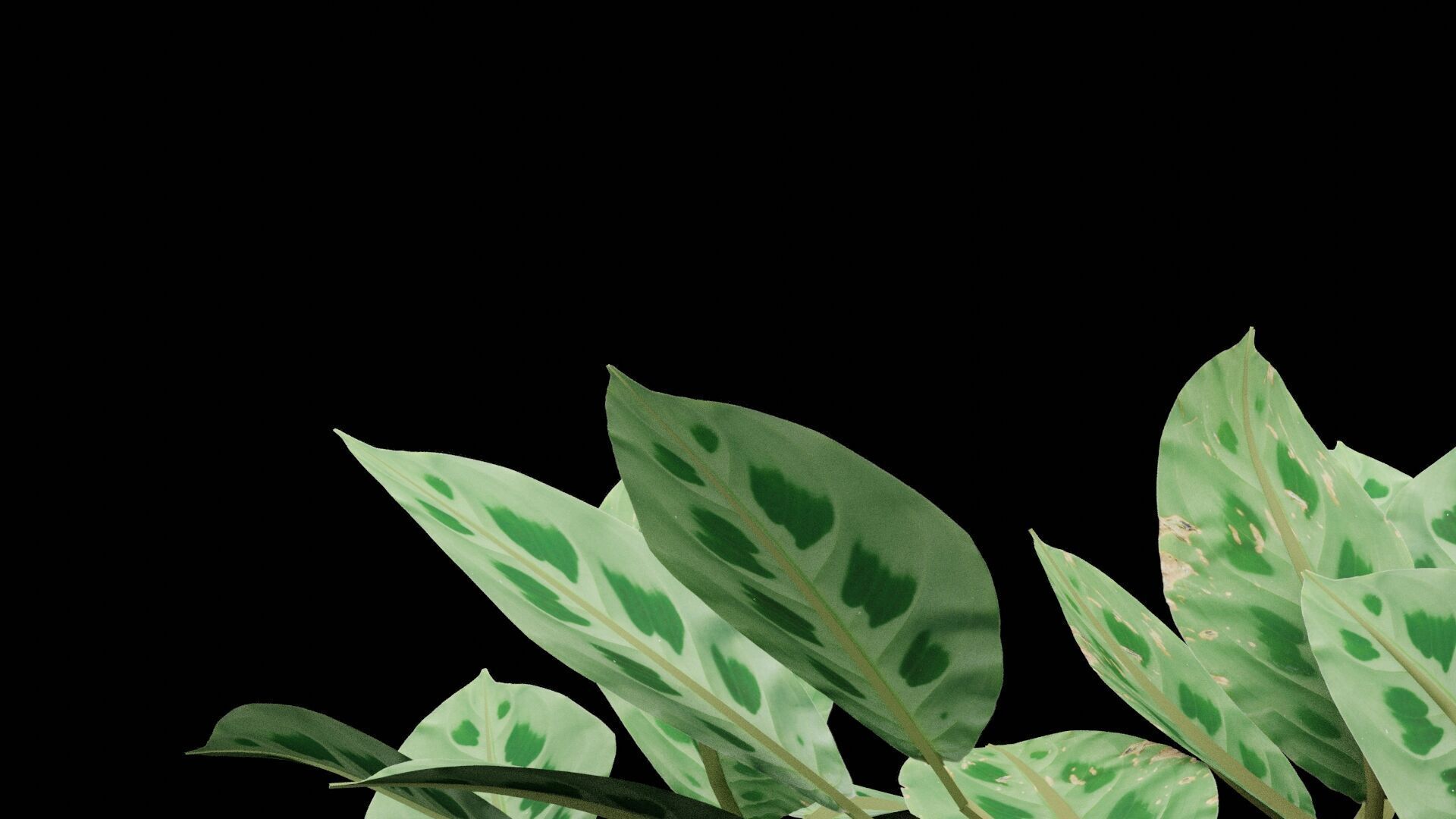 Maranta Prayer Plant Low-poly 3D model_5